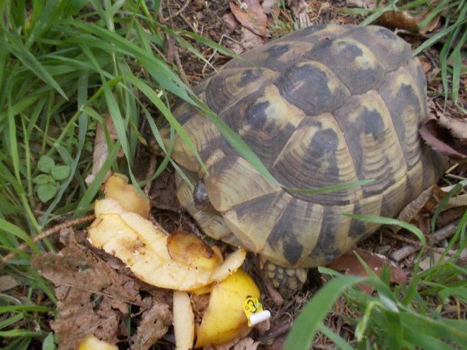 DSCN1632 (FILEminimizer)