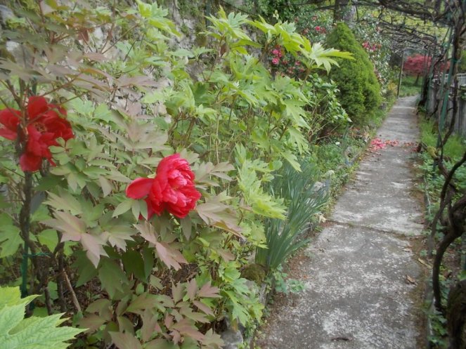 DSCN1674 (FILEminimizer)