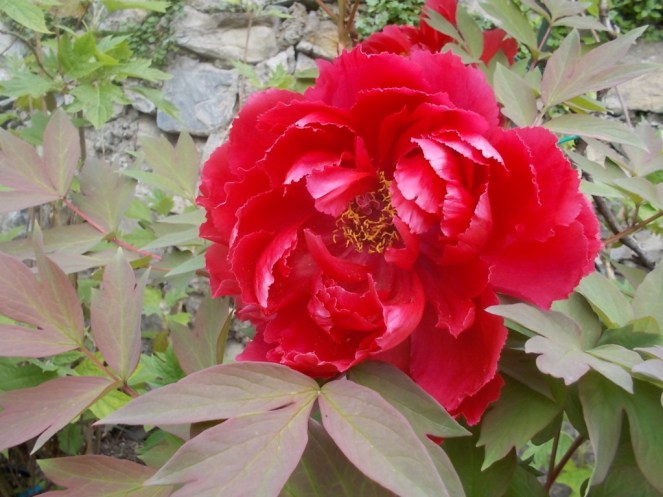 DSCN1675 (FILEminimizer)