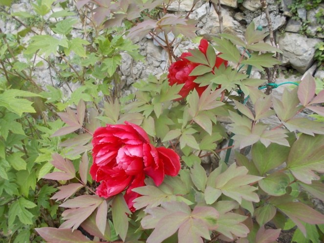 DSCN1676 (FILEminimizer)