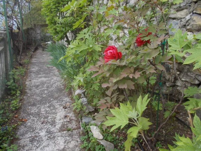 DSCN1677 (FILEminimizer)