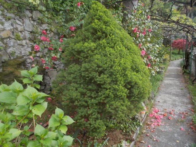 DSCN1678 (FILEminimizer)