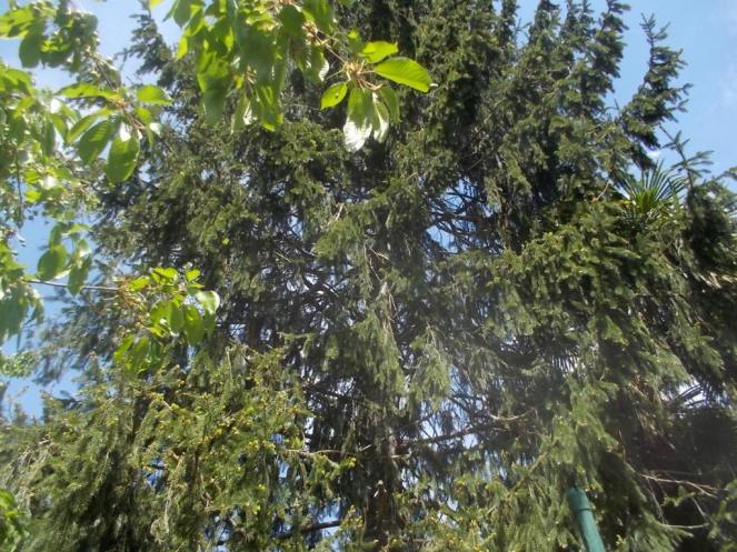 DSCN1737 (FILEminimizer)