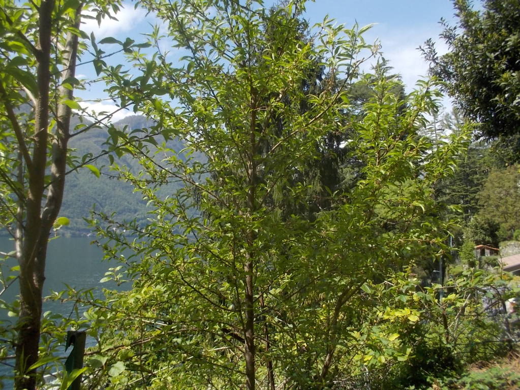 DSCN1771 (FILEminimizer)