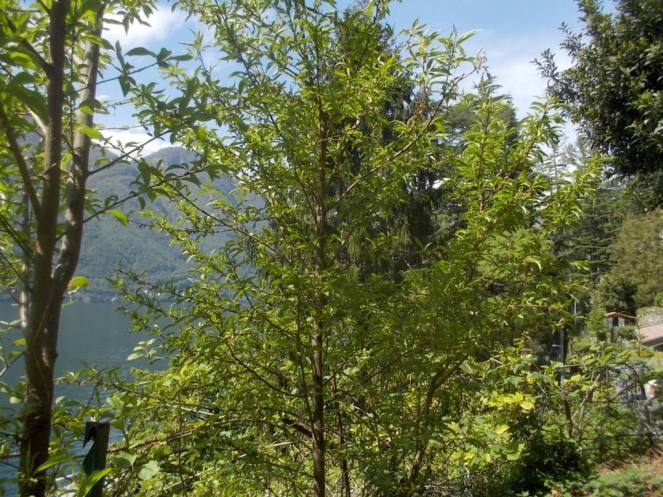 DSCN1771 (FILEminimizer)