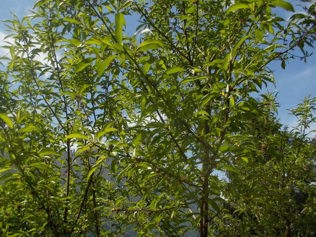 DSCN1772 (FILEminimizer)