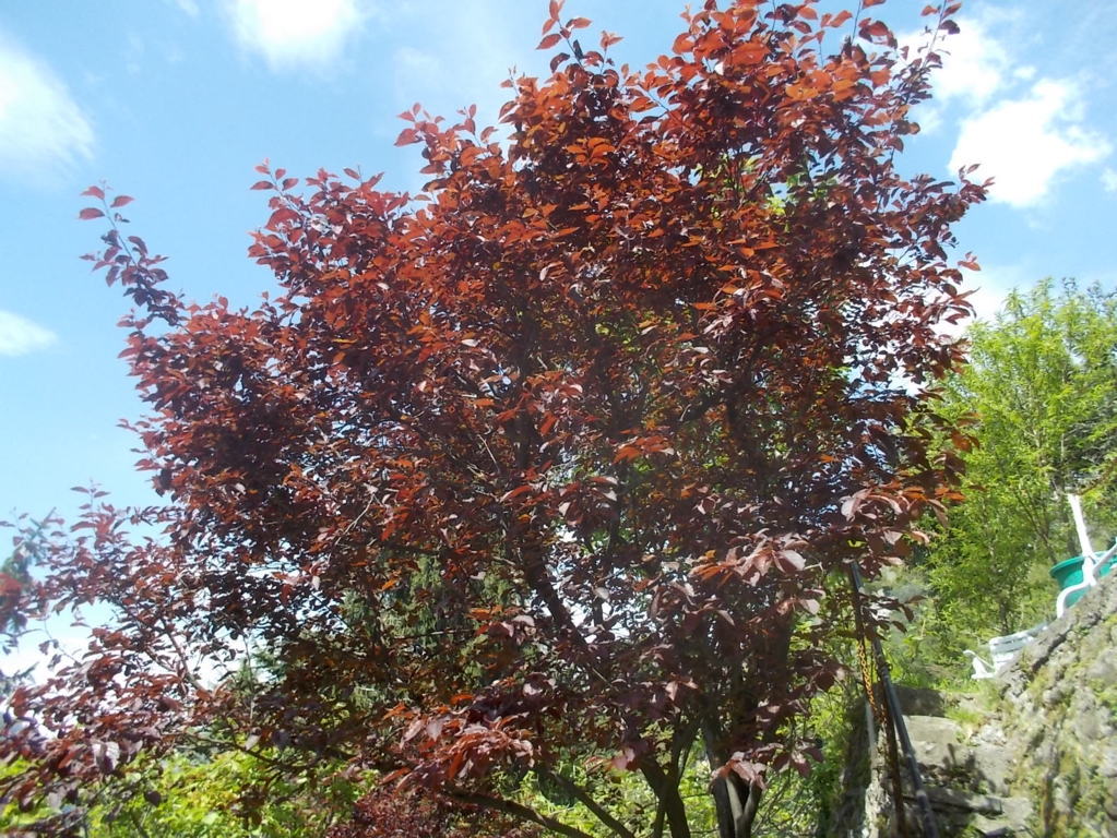 DSCN1776 (FILEminimizer)