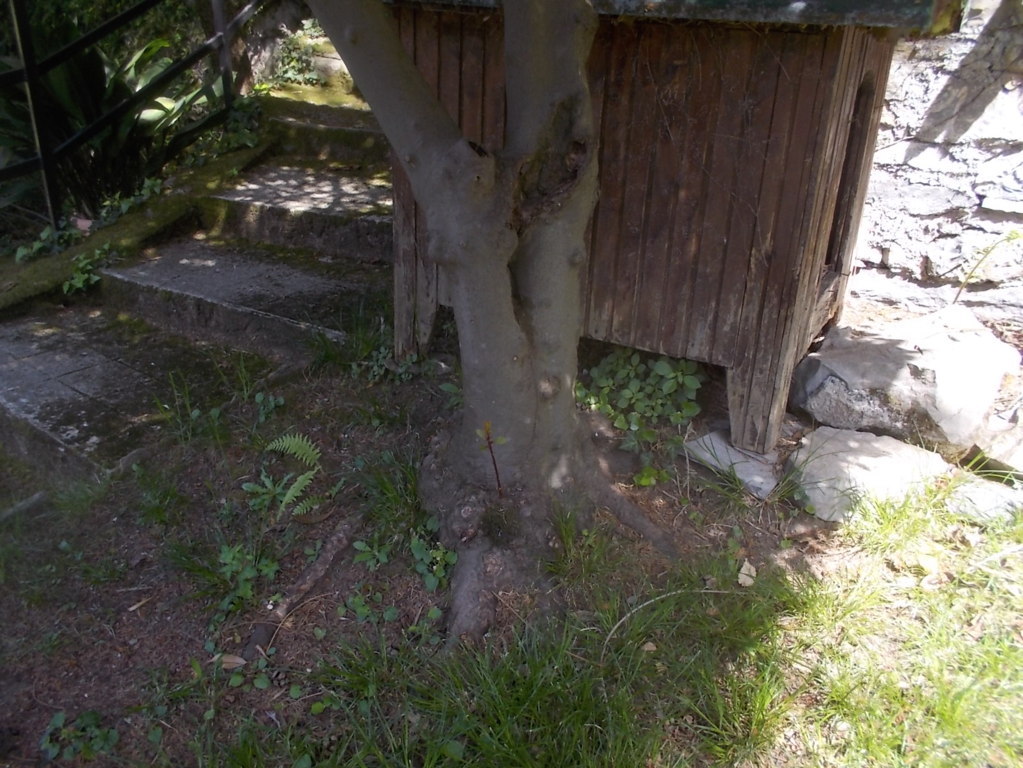 DSCN1816 (FILEminimizer)