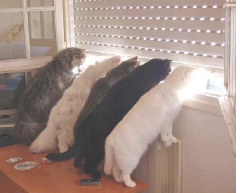 59285958_436107813625016_6122314514231721984_n