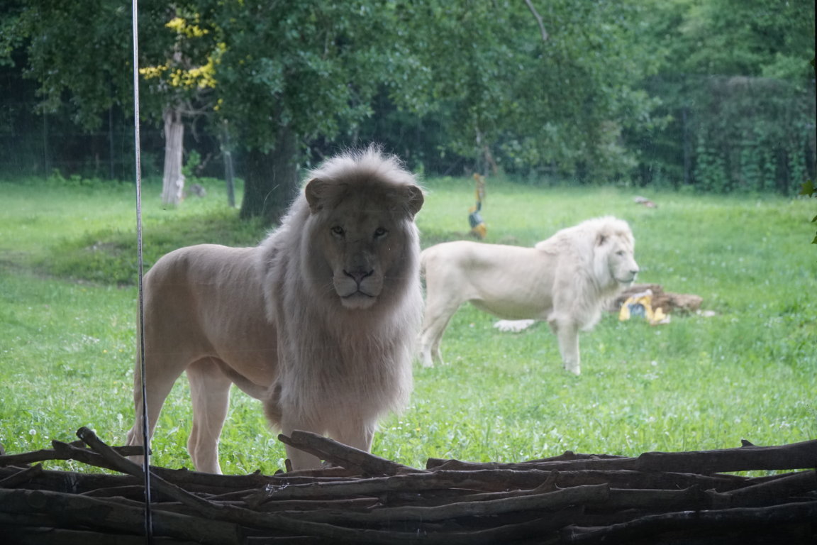 DSC07335 (FILEminimizer)