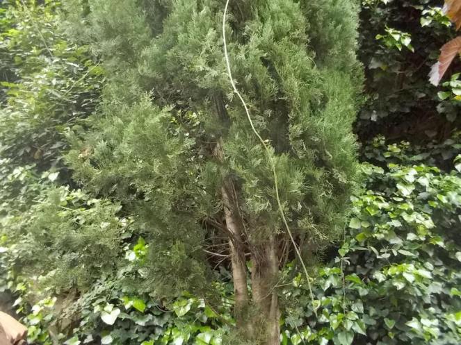 DSCN1862 (FILEminimizer)