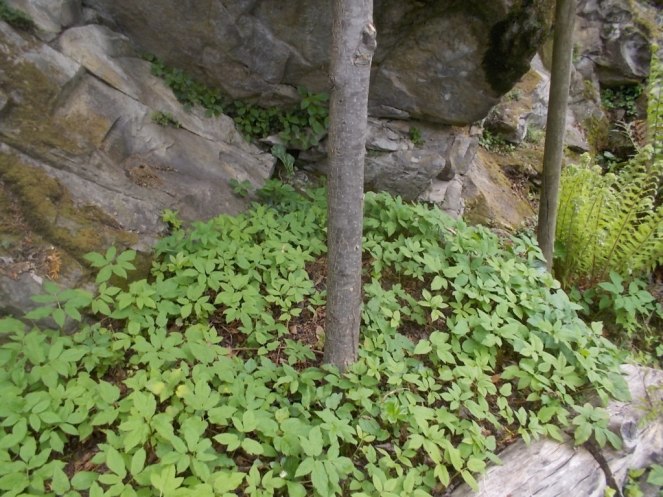 DSCN1866 (FILEminimizer)