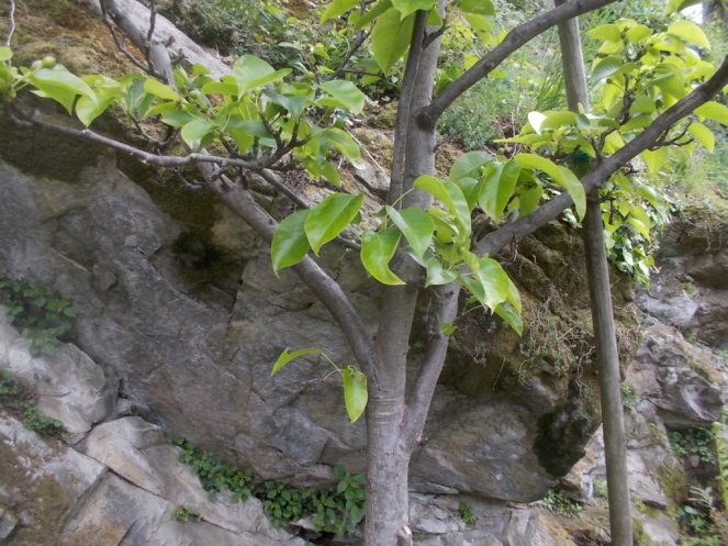 DSCN1867 (FILEminimizer)