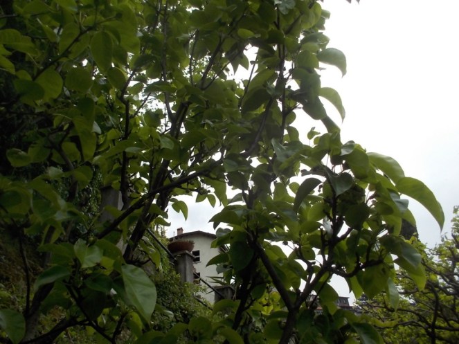 DSCN1868 (FILEminimizer)