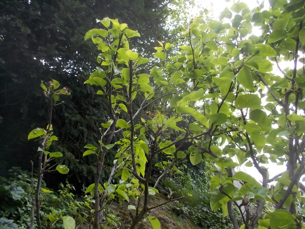 DSCN1869 (FILEminimizer)