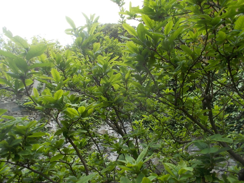 DSCN1877 (FILEminimizer)