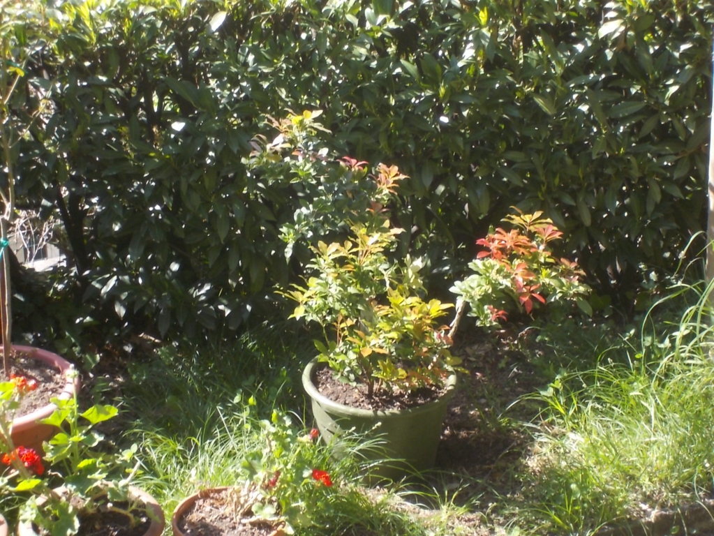 DSCN1923 (FILEminimizer)