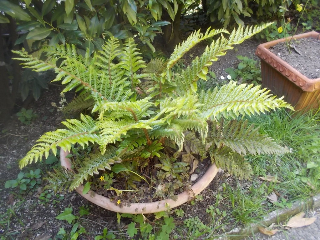 DSCN1927 (FILEminimizer)