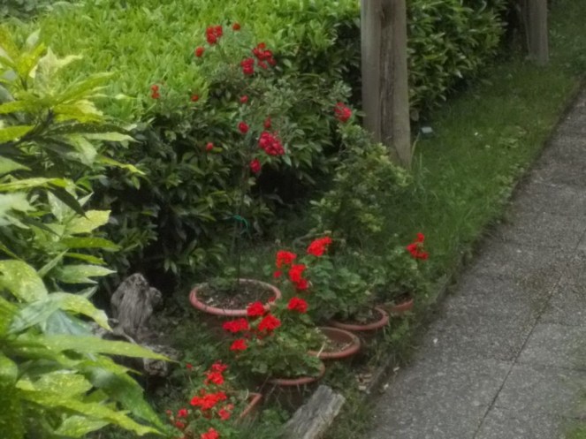 DSCN2130 (FILEminimizer)