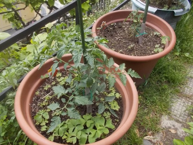 DSCN2139 (FILEminimizer)