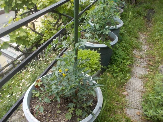 DSCN2140 (FILEminimizer)