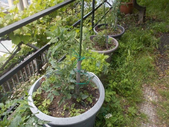 DSCN2141 (FILEminimizer)