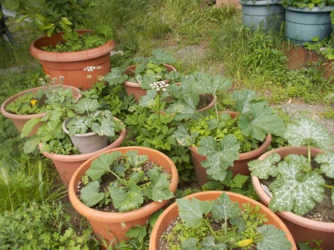 DSCN2146 (FILEminimizer)