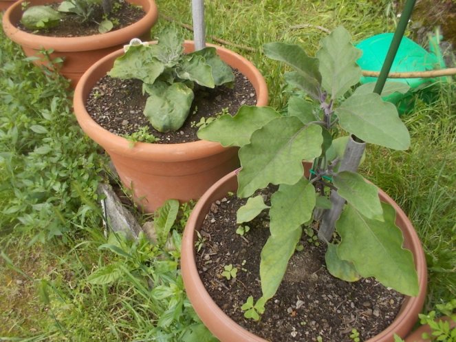 DSCN2148 (FILEminimizer)