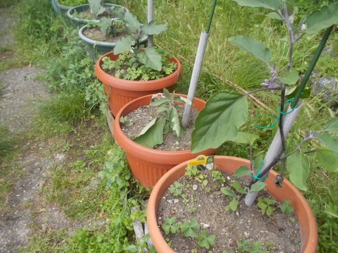 DSCN2150 (FILEminimizer)