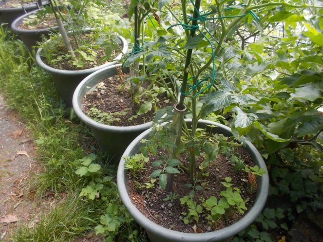 DSCN2156 (FILEminimizer)