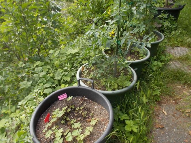 DSCN2157 (FILEminimizer)