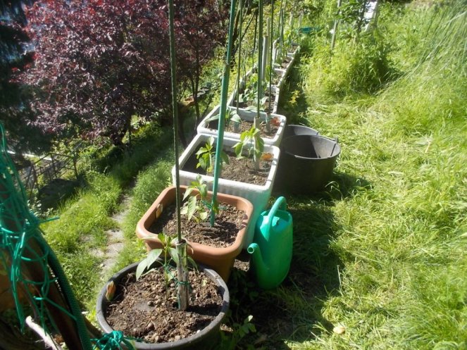 DSCN2161 (FILEminimizer)