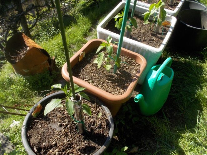 DSCN2162 (FILEminimizer)