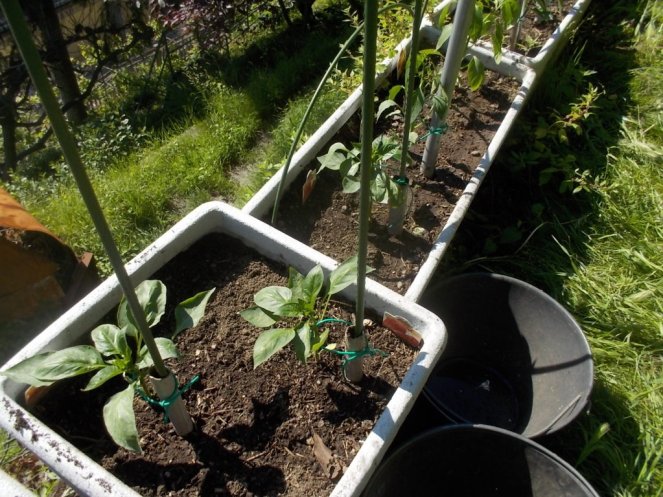 DSCN2163 (FILEminimizer)