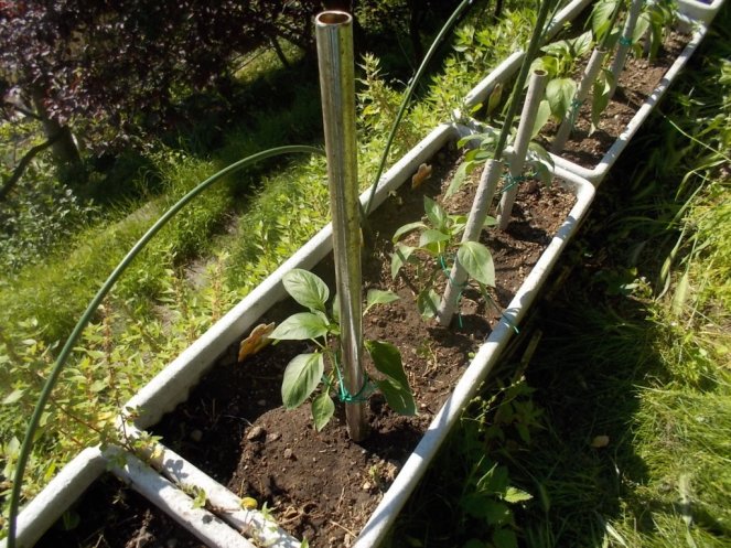 DSCN2164 (FILEminimizer)