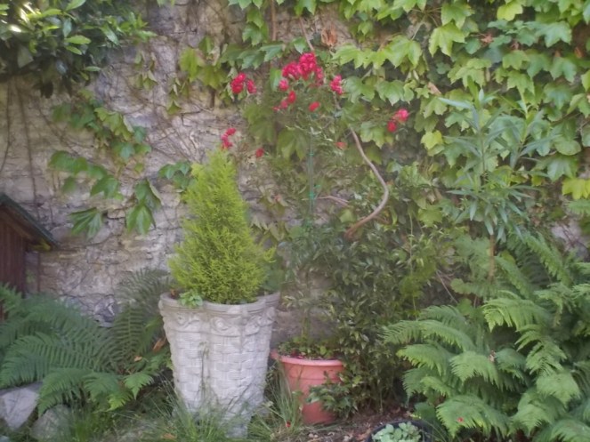 DSCN2171 (FILEminimizer)