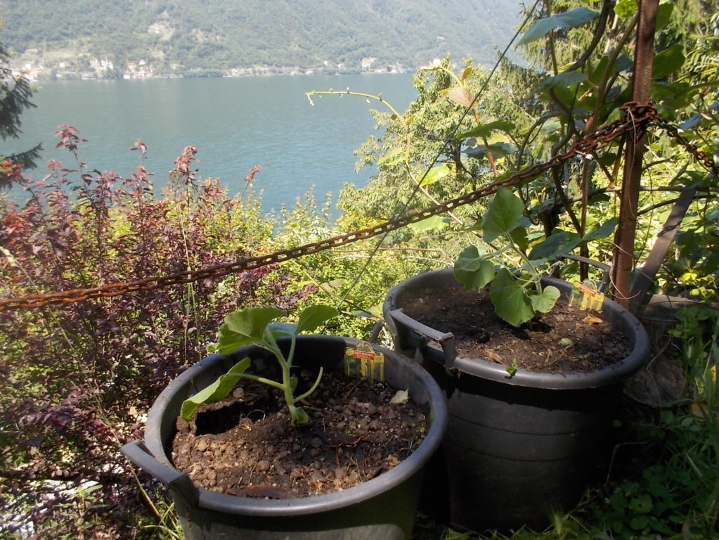 DSCN2176 (FILEminimizer)