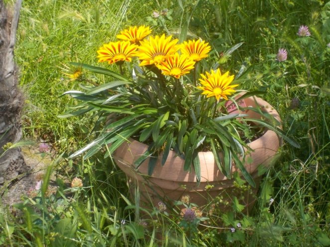 DSCN2184 (FILEminimizer)