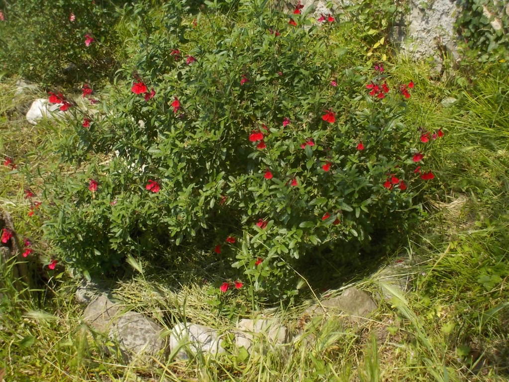 DSCN2187 (FILEminimizer)