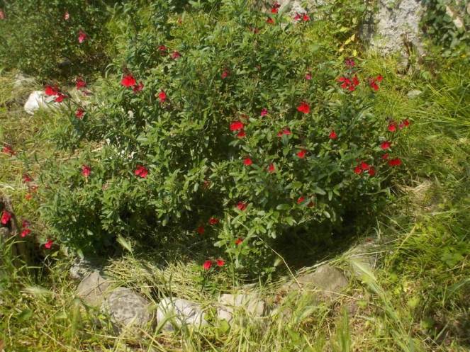 DSCN2187 (FILEminimizer)