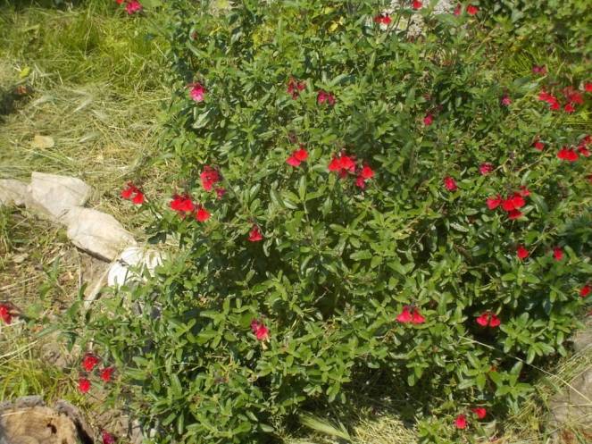 DSCN2188 (FILEminimizer)