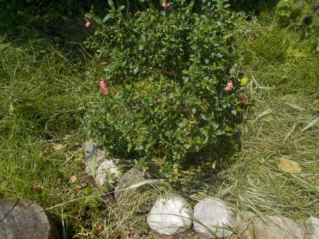 DSCN2189 (FILEminimizer)