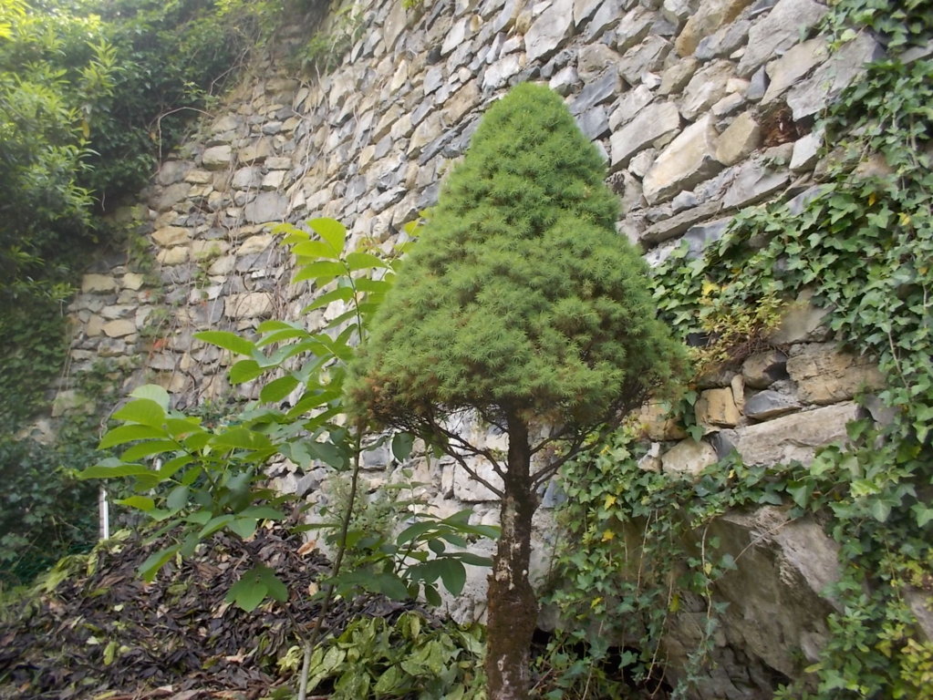 DSCN2197 (FILEminimizer)