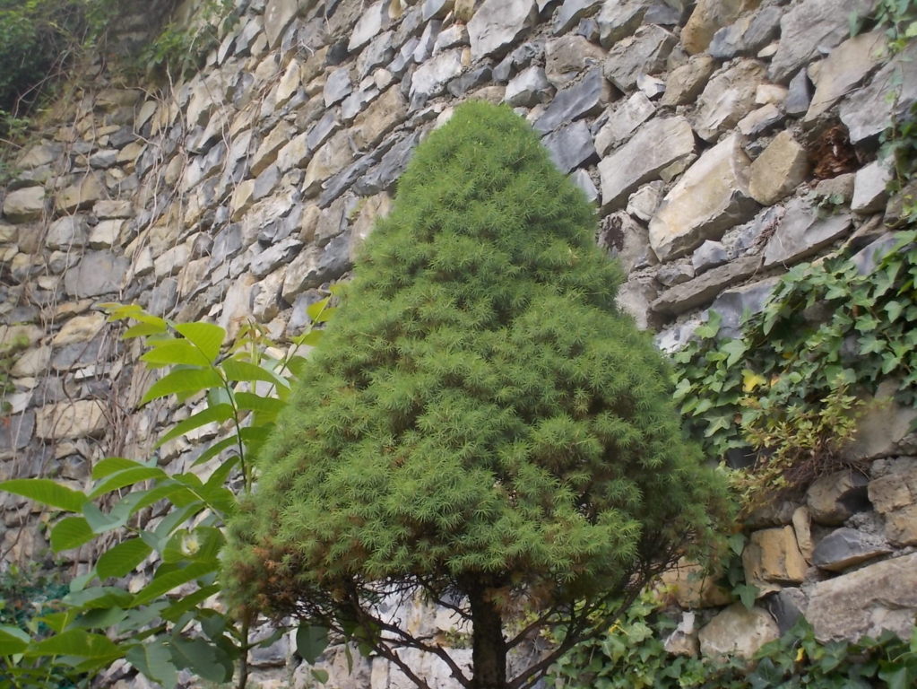 DSCN2198 (FILEminimizer)