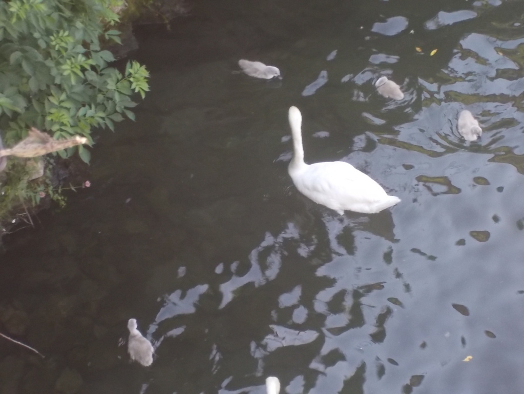 DSCN2301 (FILEminimizer)