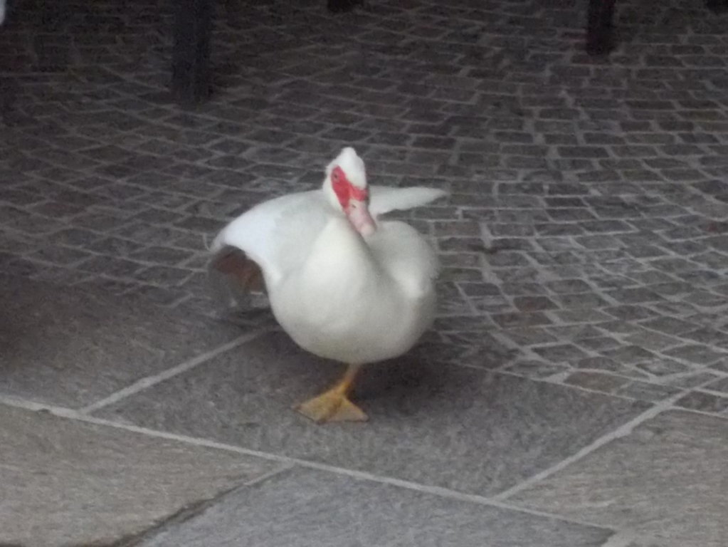 DSCN2310 (FILEminimizer)