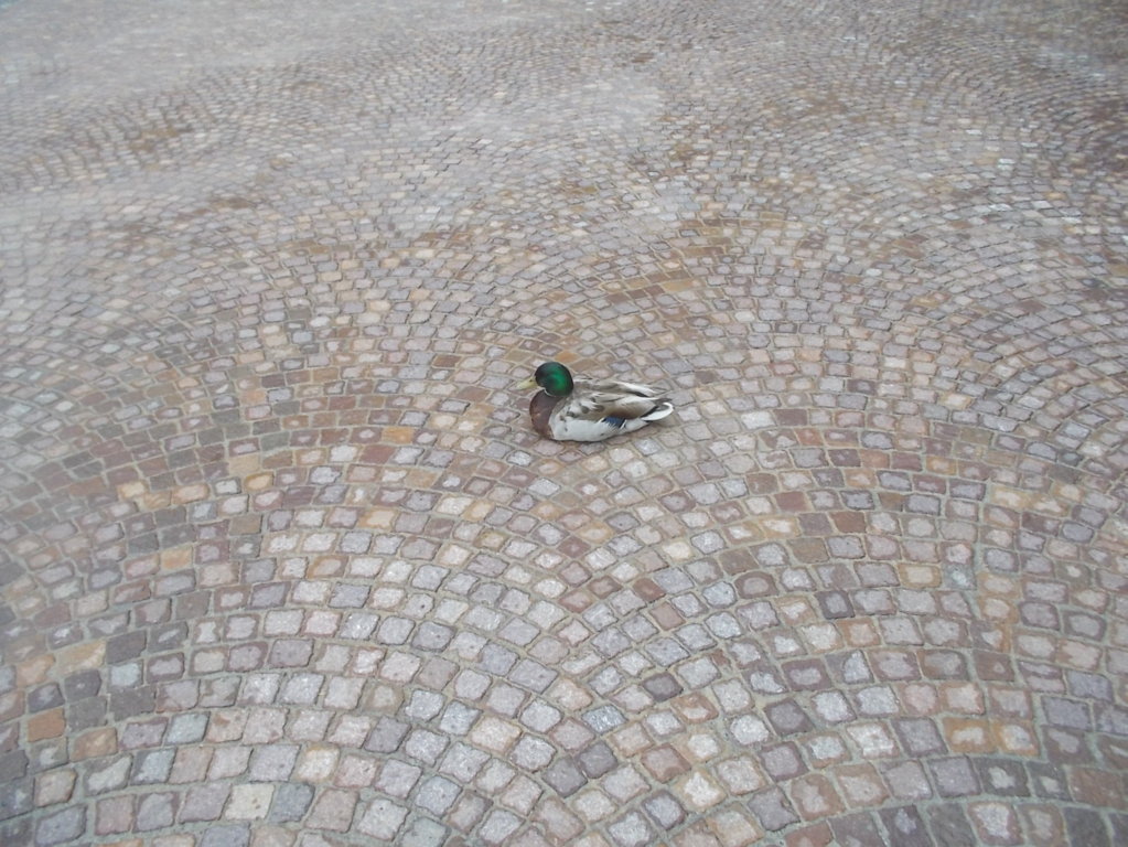 DSCN2316 (FILEminimizer)