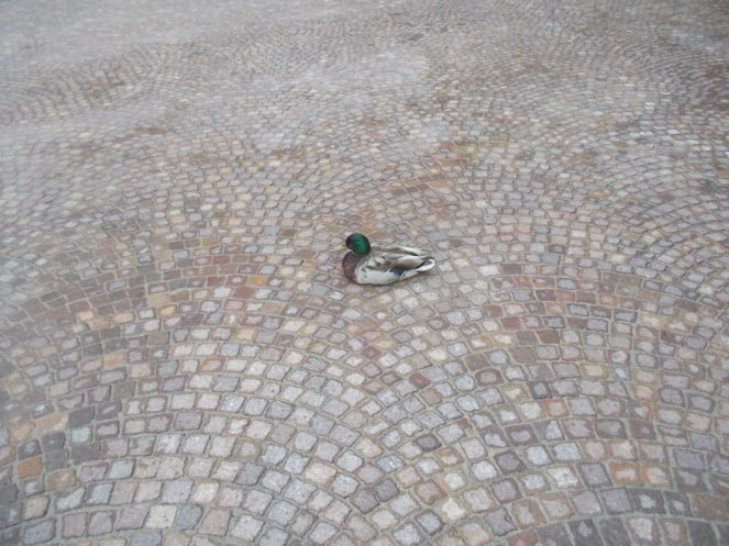 DSCN2316 (FILEminimizer)