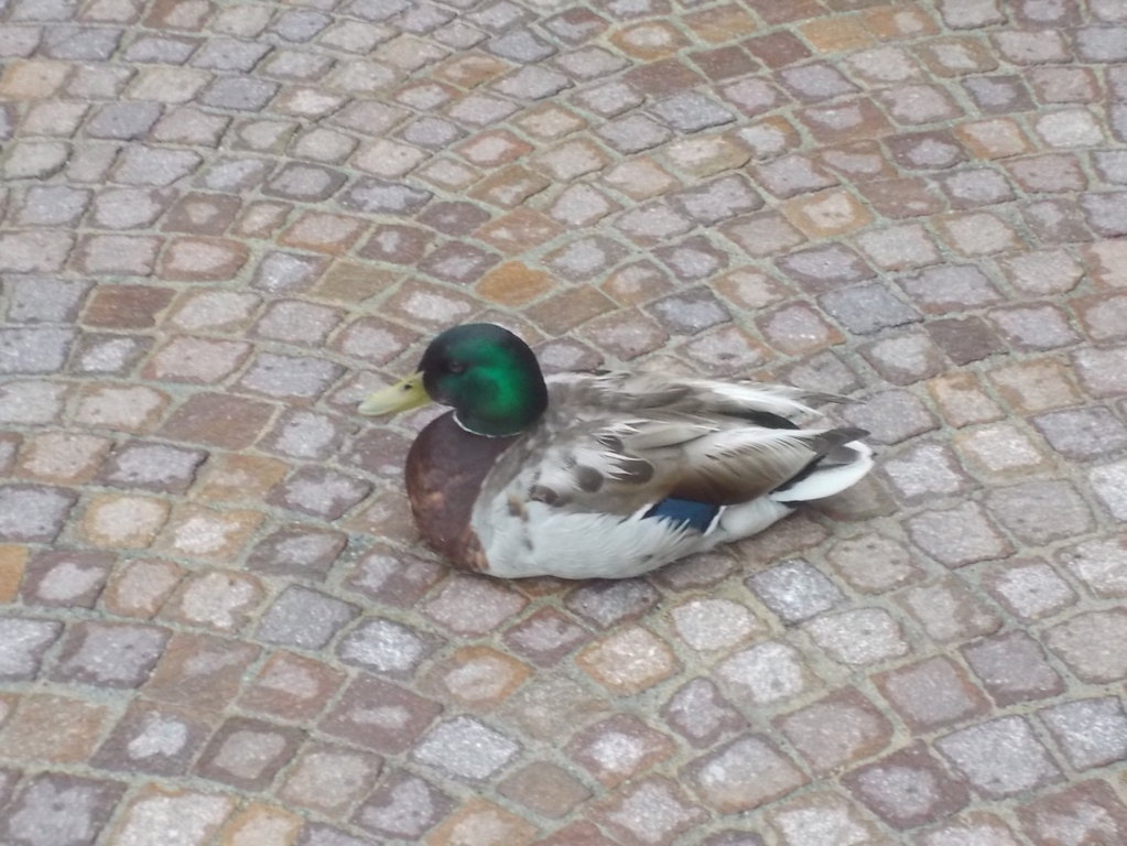 DSCN2317 (FILEminimizer)