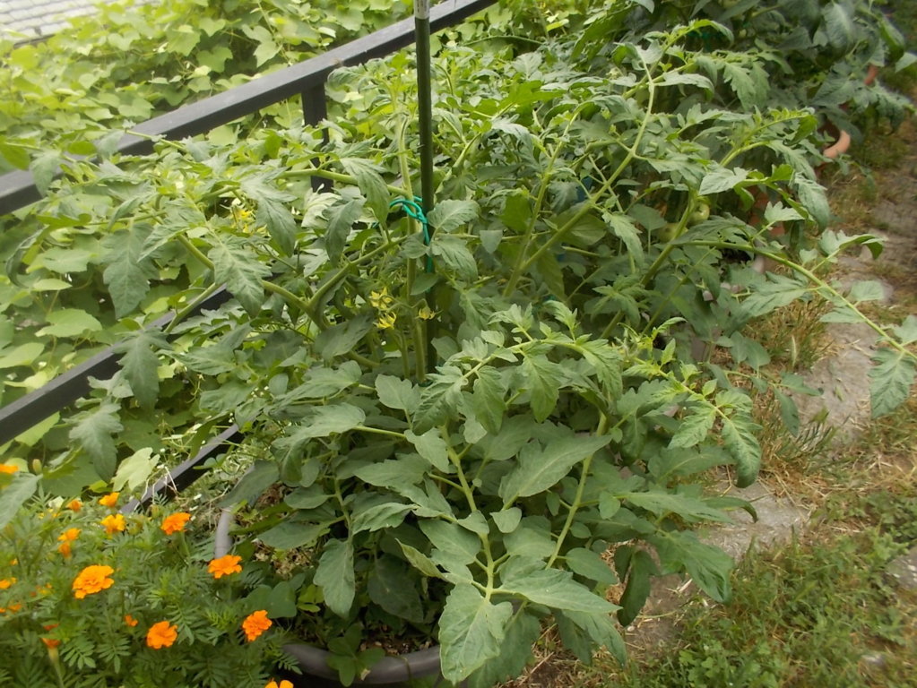 DSCN2367 (FILEminimizer)